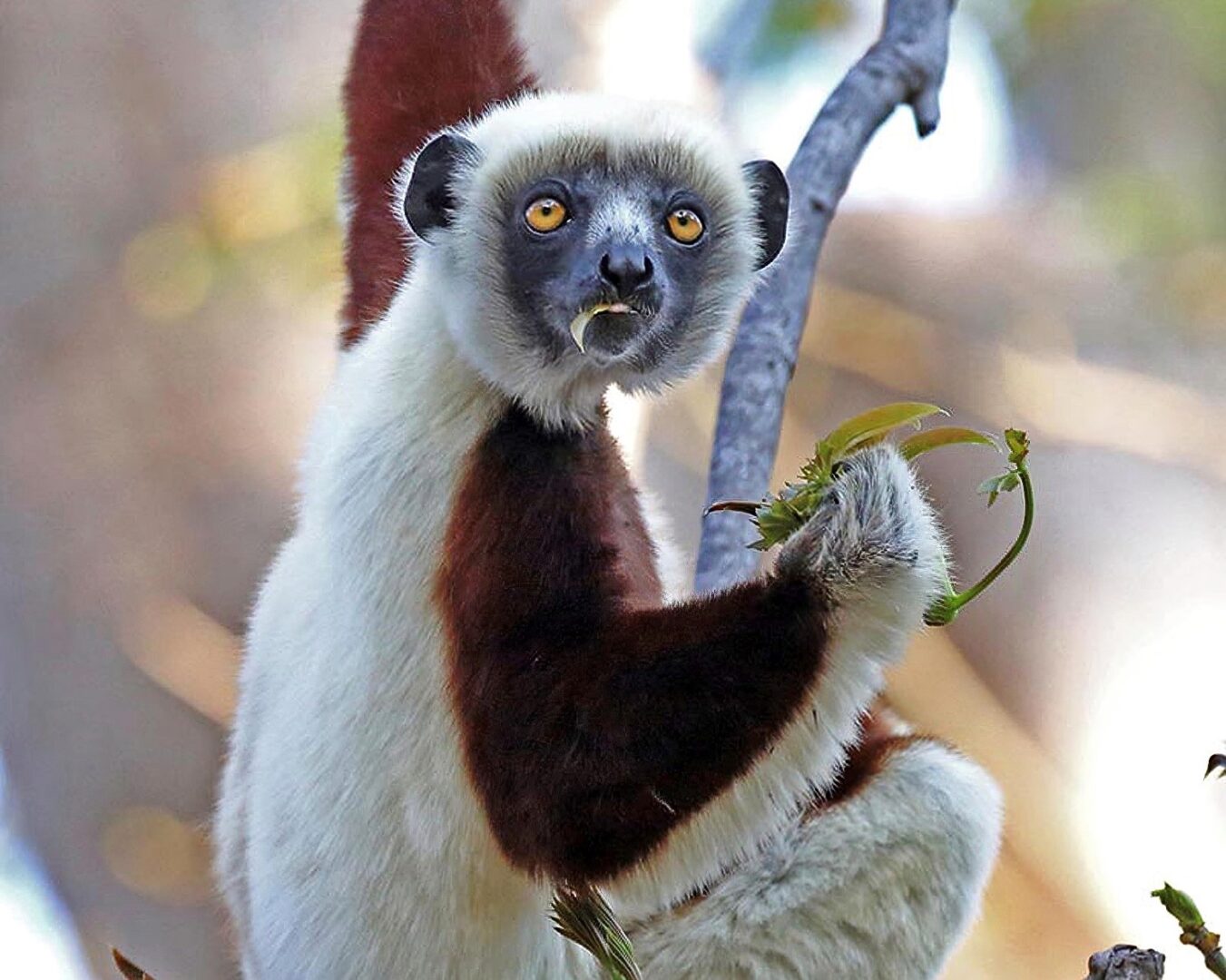 lemurs1